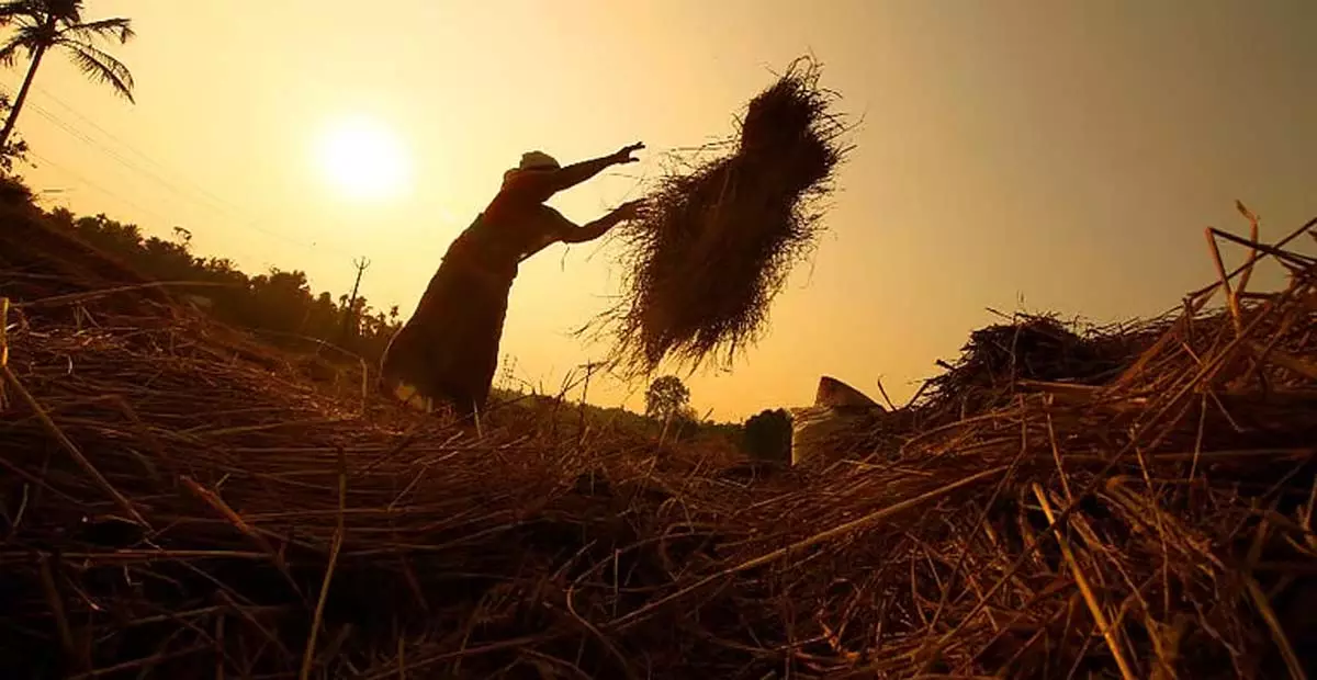 Tamil Nadu: मदुरै में अब तक 17 हजार मीट्रिक टन धान की खरीद हुई